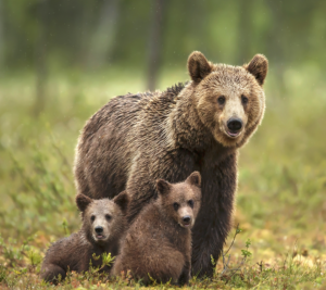 group of bears in the field