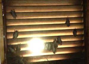 Bats trapped in an attic in Central KY