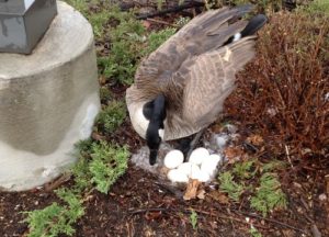 Goose found with its 6 eggs in the garden