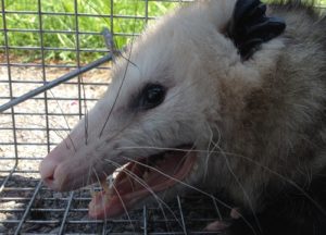 Opossum caught in a trap in Central Kentucky