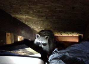 Raccoon trapped in an attic