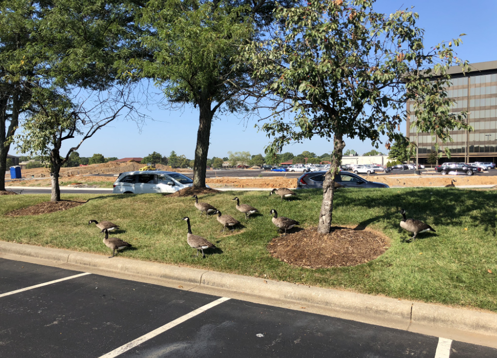 Ten or so geese in a parking lot