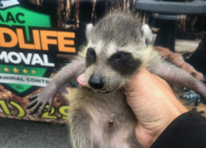 Young raccoon removed from an attic in Central Kentucky