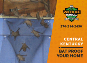 bat proofing my central ky home