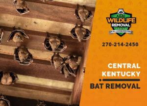 bat exclusion in central ky