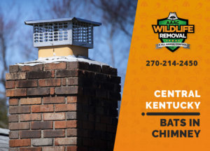 bat in chimney central ky