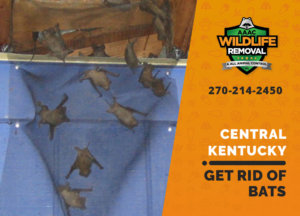 get rid of bats central ky