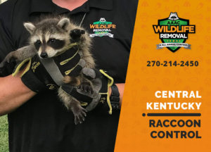 raccoon control central ky