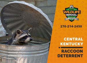 central ky raccoon deterrents
