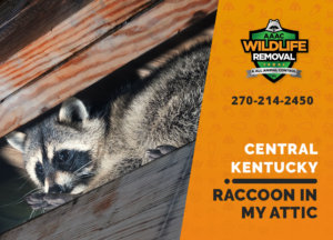raccoon stuck in attic central ky