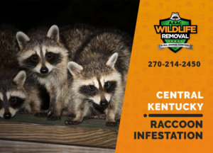 infested by raccoons central ky
