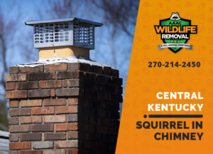 squirrel stuck in chimney central ky