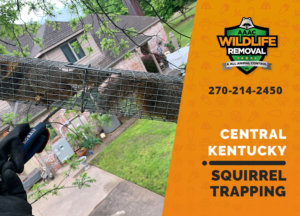 squirrel trapping program central ky