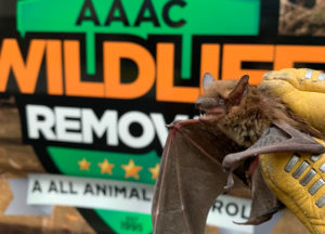 Bat removed from an attic in front of AAAC truck