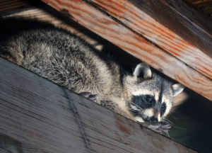 raccoon trapped in the attic