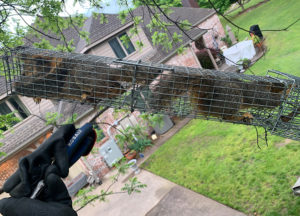 Two squirrels caught in a trap