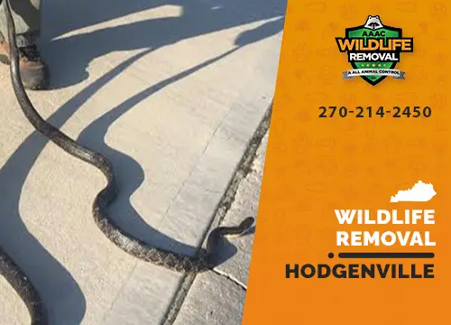 Hodgenville Wildlife Removal professional removing pest animal